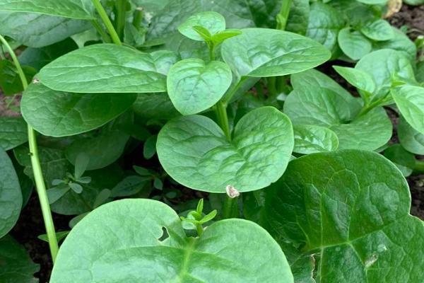 夏季哪些蔬菜可以露天种植，包括小白菜、空心菜、番茄、茄子等品种