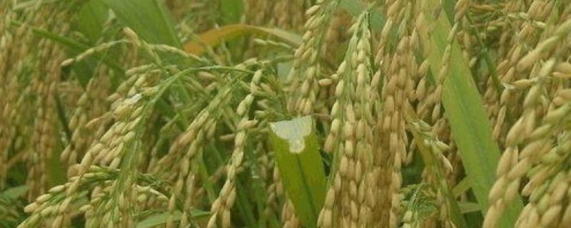 河香优1798水稻品种的特性，全生育期平均109.0天
