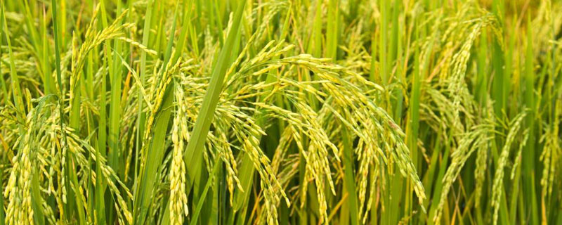 馥香两优19香水稻品种简介，每亩有效穗数20.6万
