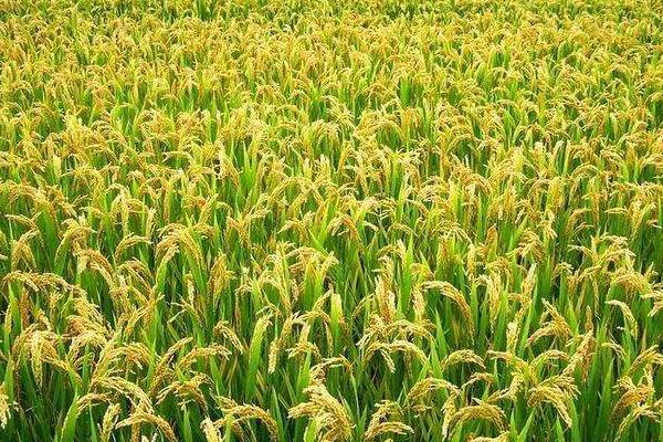 馥香两优19香水稻品种简介，每亩有效穗数20.6万