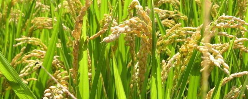 恒丰优雅丝香水稻种子特点，感温籼型三系杂交稻品种