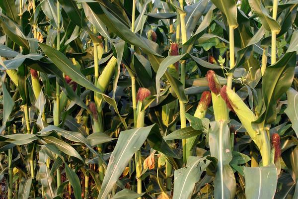 香甜糯968玉米种子特征特性，春播以3月上中旬播种育苗为宜