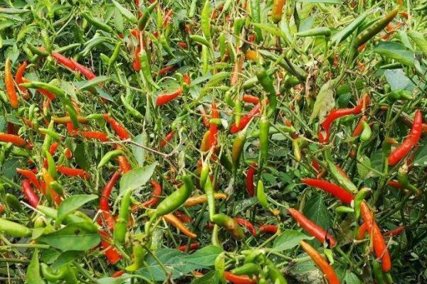 辣椒不长芽的原因及解决方法，种子质量不高、土壤板结等都会导致