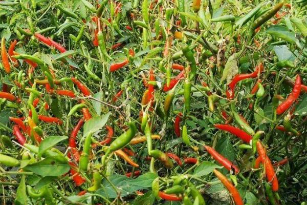 辣椒不长芽的原因及解决方法，种子质量不高、土壤板结等都会导致