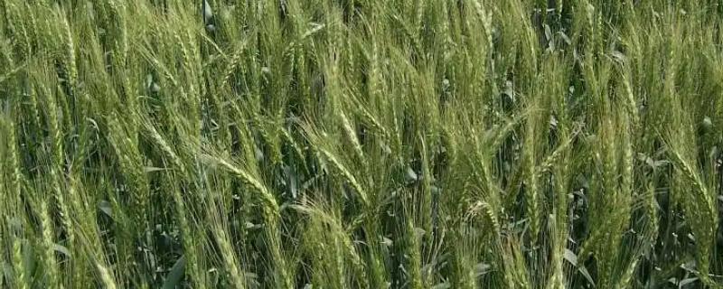 西南26号小麦种子介绍，春性常规品种