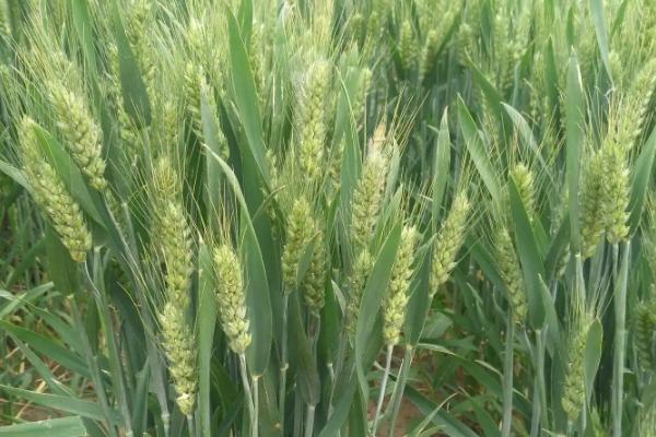 川辐紫222小麦种子特征特性，高抗条锈病