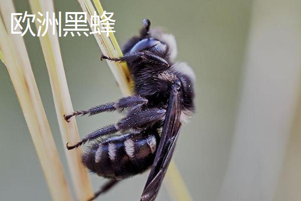 什么是黑蜂，广义上是指身体呈黑色的蜜蜂