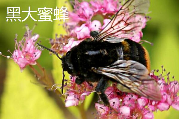 什么是黑蜂，广义上是指身体呈黑色的蜜蜂