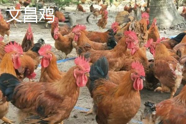 海南文昌的特产，文昌鸡是国家地理标志产品
