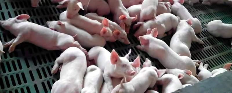 仔猪为什么会被压死，主要原因是产床的结构不合理