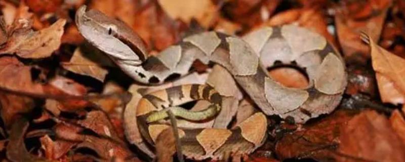 七步蛇是什么品种，属于蝰蛇科、尖吻蝮属蛇类