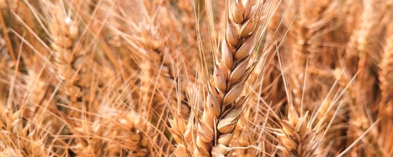 西农小麦种子，常见这6种
