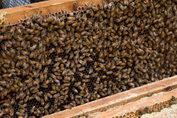 越冬蜂几月份饲喂效果较好，越冬前1-2周进行饲喂最好