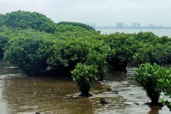 红树林的根系有何作用，可固定植株、吸收氧气