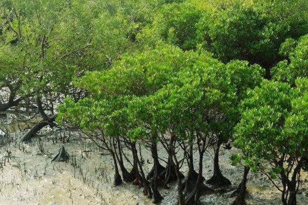 红树林的根系有何作用，可固定植株、吸收氧气