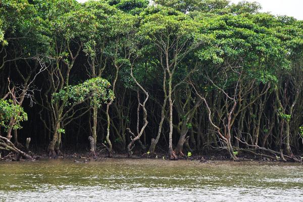 红树林的根系有何作用，可固定植株、吸收氧气