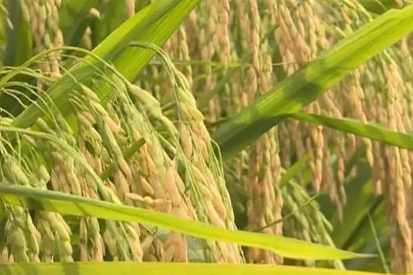 什么是再生稻，是指种一茬收获两次的水稻