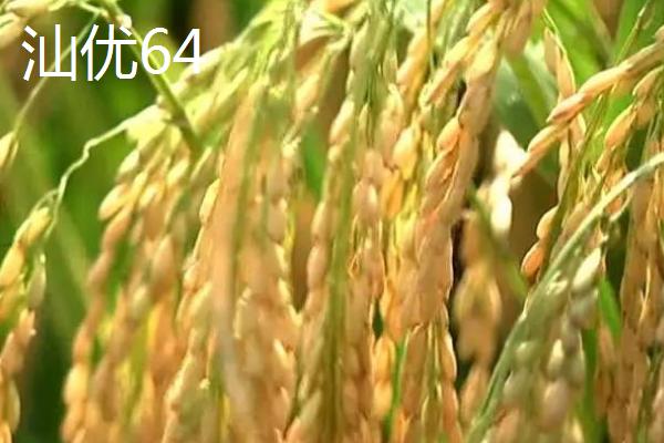 什么是再生稻，是指种一茬收获两次的水稻