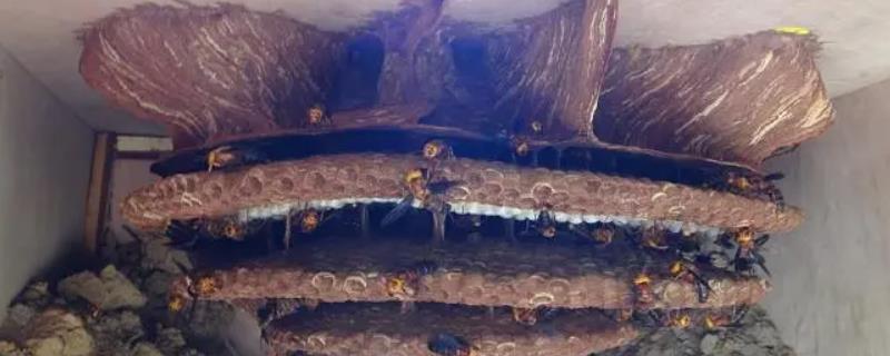 胡蜂的养殖方法，选好品种，控制好雌雄比例