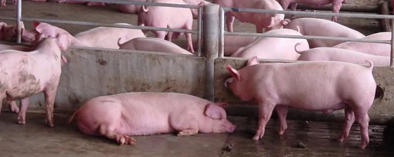 猪多重可以出栏，通常在200斤左右