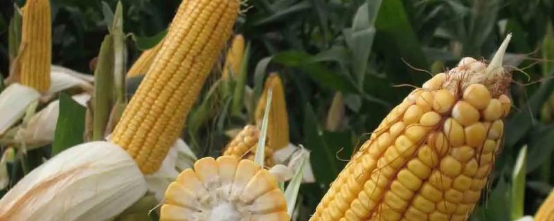金穗109玉米种子特点，适宜播期6月上中旬