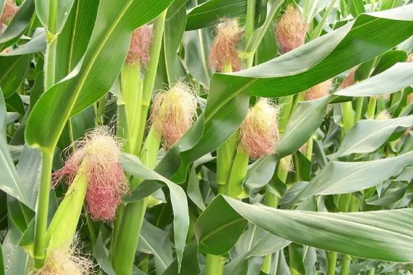 骏玉13玉米种子特征特性，适宜播期6月上中旬