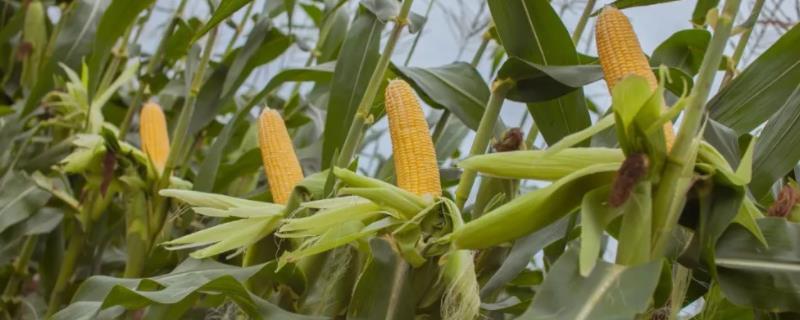 骏玉3玉米种子特征特性，中抗茎腐病