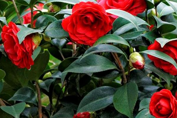室内可以养殖茶花吗，可以养殖但要注意管理