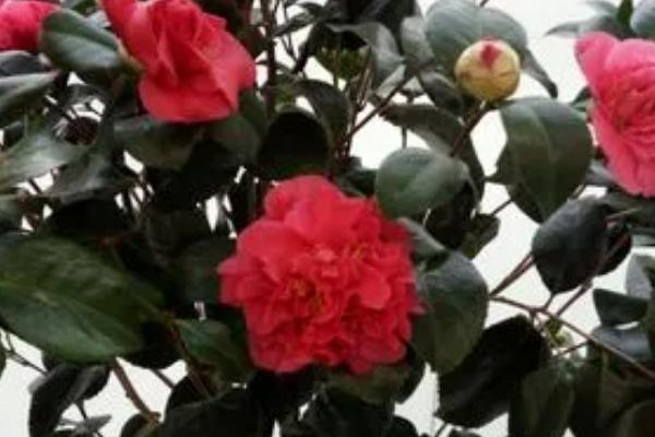 室内可以养殖茶花吗，可以养殖但要注意管理