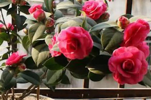 室内可以养殖茶花吗，可以养殖但要注意管理