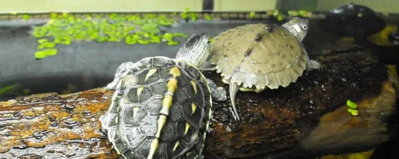 绿线草龟的产地，原产地在日本、菲律宾、澳大利亚