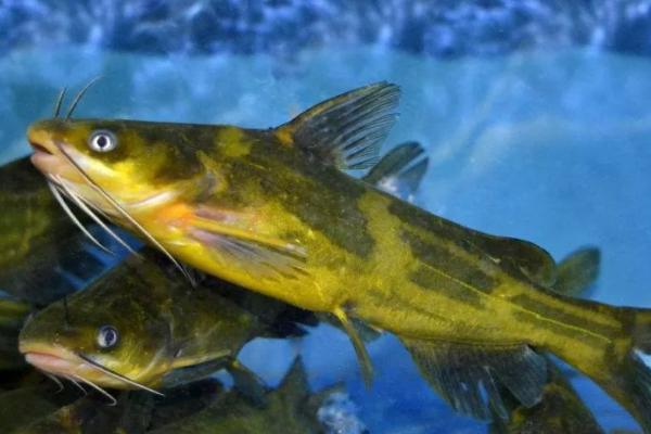 黄颡鱼的食性，鱼苗阶段主要以浮游动物为食
