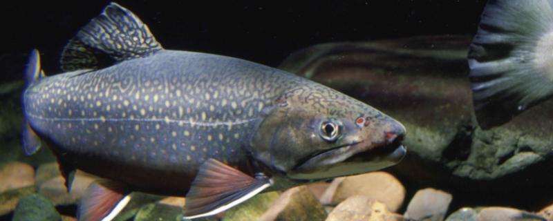 鳟鱼的生长习性，栖息在水质清澈且溶氧丰富的水体中