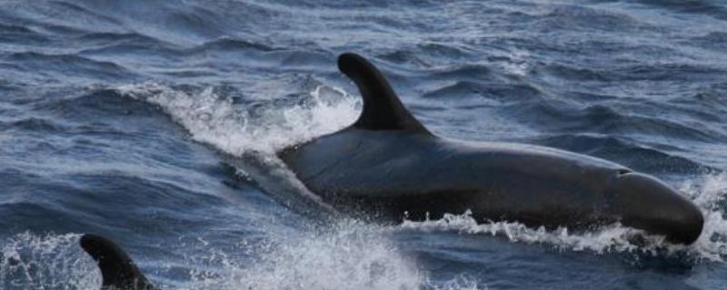 什么是虎头鲸，是一种小型鲸类、外观近似虎鲸