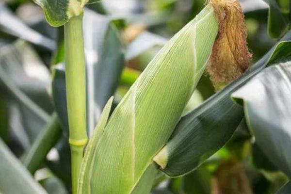 利合869玉米种子特征特性，及时防治地下害虫