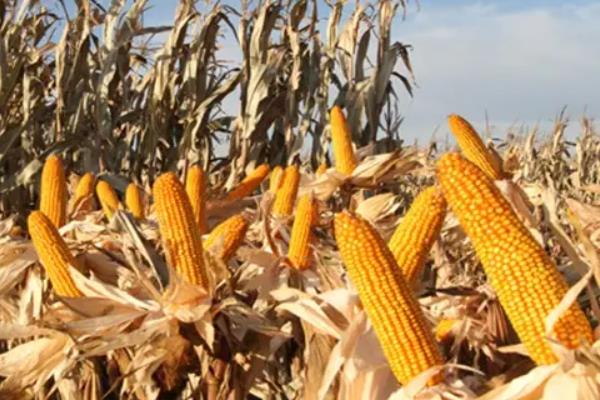 JKY851玉米种子特点，适宜播期4月下旬至5月上旬