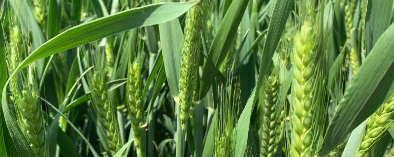 尧麦31小麦种子简介，小穗密度中
