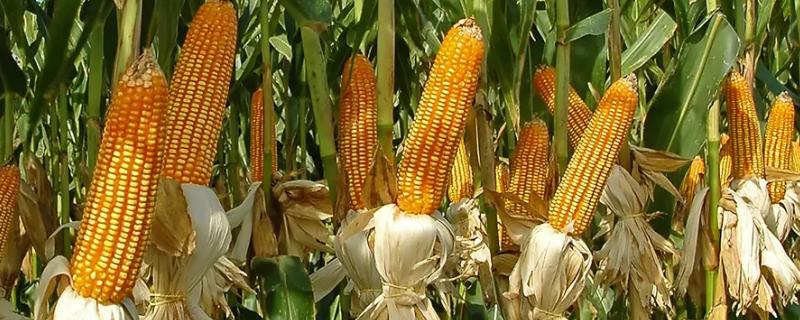迪锋5号（试验代号：金穗78）玉米种子简介，密度4500株/亩左右
