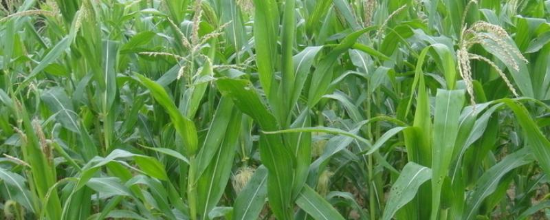 辰诺515（试验代号：LH2031）玉米品种的特性，密度4500株/亩左右