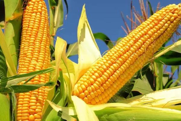 辰诺515（试验代号：LH2031）玉米品种的特性，密度4500株/亩左右