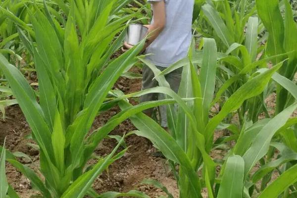 喜德193玉米种子介绍，适宜播种期4月下旬-5月上旬