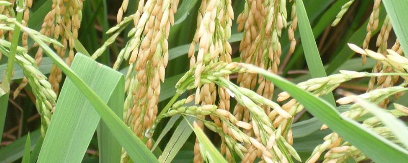 金郁2水稻种子特征特性，全生育期134天