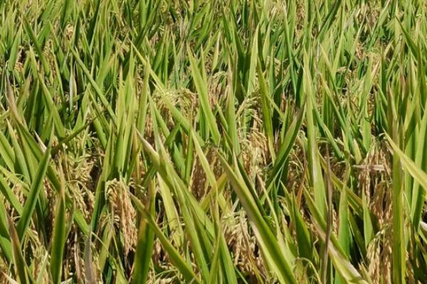 金郁2水稻种子特征特性，全生育期134天