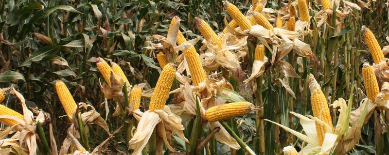 G806玉米种子特点，适宜在肥力中上等的地块种植