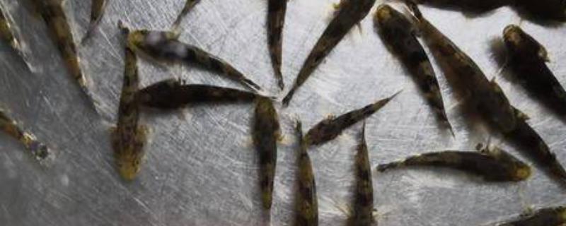 笋壳鱼如何人工繁殖，对亲鱼注射催产剂之后会自行配种