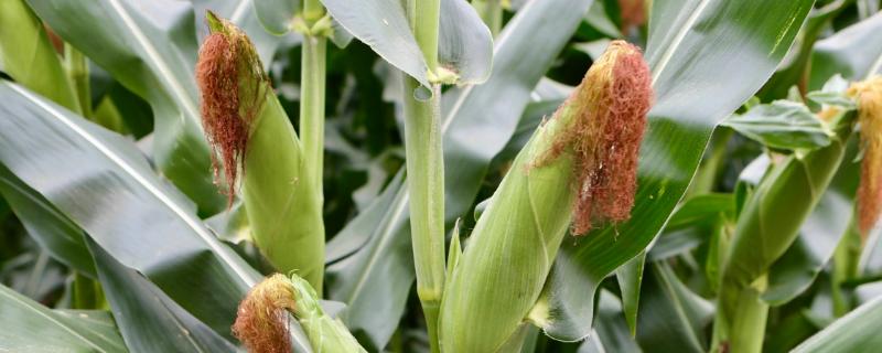 DG206玉米种子特征特性，春播出苗至成熟129天