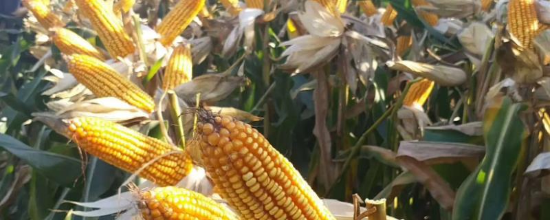 V268玉米种子简介，适宜在肥力中上等的地块种植