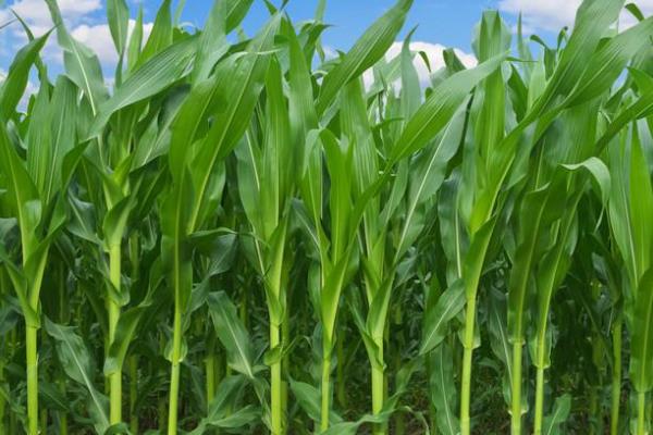 ZX206玉米品种的特性，春播出苗至成熟128天