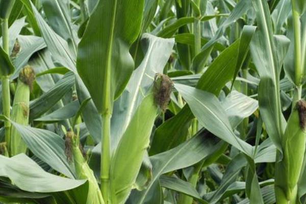 ZX206玉米品种的特性，春播出苗至成熟128天