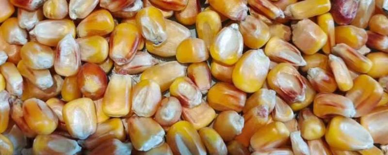 AE68玉米种子介绍，适宜在肥力中上等的地块种植